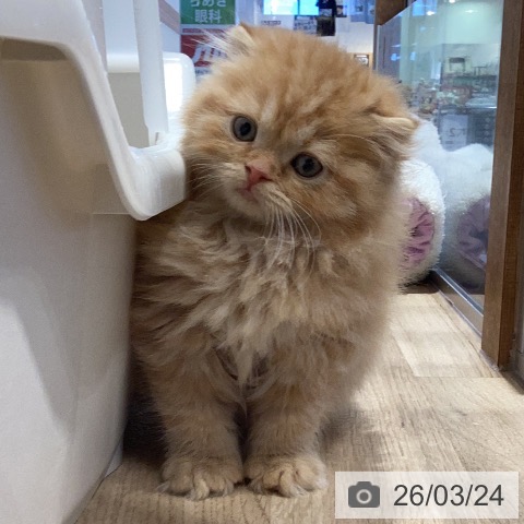 岐阜県のスコティッシュフォールド (ペットプラス 各務原店/2026年1月19日生まれ/男の子/レッドタビー)の子猫の3枚目の画像