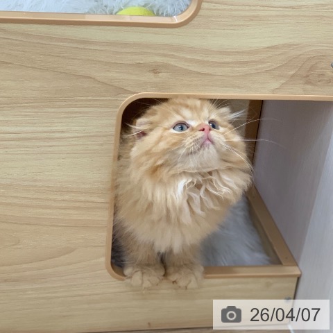 スコティッシュフォールドの写真