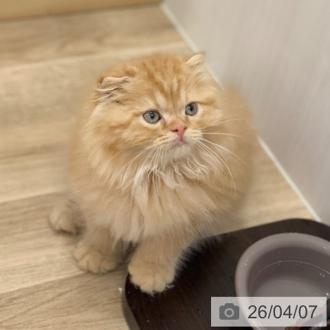 スコティッシュフォールドの写真