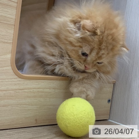 スコティッシュフォールドの写真