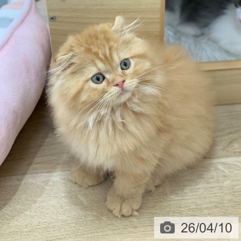 岐阜県のスコティッシュフォールド (ペットプラス 光ケ丘店/2026年1月19日生まれ/男の子/レッドタビー)の子猫の4枚目の画像