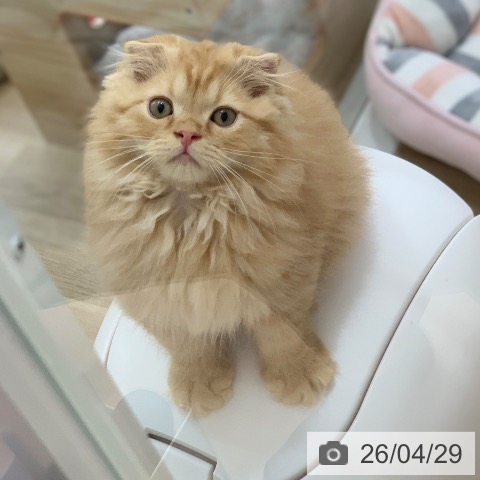 岐阜県のスコティッシュフォールド (ペットプラス 光ケ丘店/2026年1月19日生まれ/男の子/レッドタビー)の子猫の4枚目の画像