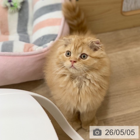 岐阜県のスコティッシュフォールド (ペットプラス 光ケ丘店/2026年1月19日生まれ/男の子/レッドタビー)の子猫の4枚目の画像