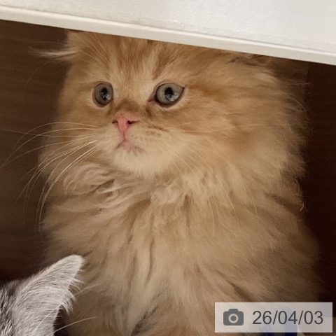 岐阜県のスコティッシュフォールド (ペットプラス 各務原店/2026年1月19日生まれ/男の子/レッドタビー)の子猫の3枚目の画像