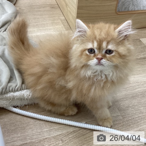 愛知県のスコティッシュフォールド (ペットプラス 千音寺店/2026年1月19日生まれ/女の子/レッドタビー)の子猫の4枚目の画像