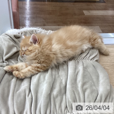 愛知県のスコティッシュフォールド (ペットプラス 千音寺店/2026年1月19日生まれ/女の子/レッドタビー)の子猫の3枚目の画像