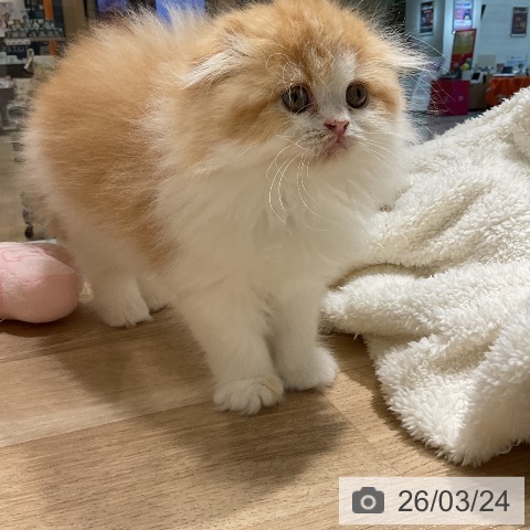 スコティッシュフォールドの写真