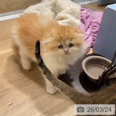 スコティッシュフォールドの写真