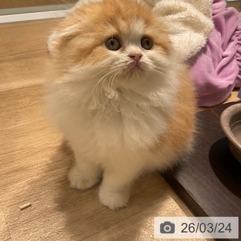 スコティッシュフォールドの写真