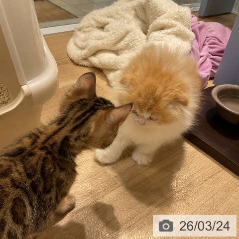 スコティッシュフォールドの写真