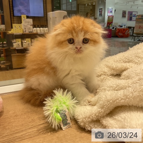 スコティッシュフォールドの写真