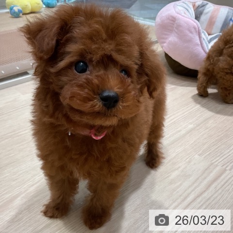 トイ・プードルの写真