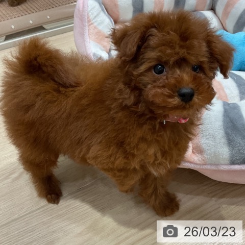 トイ・プードルの写真