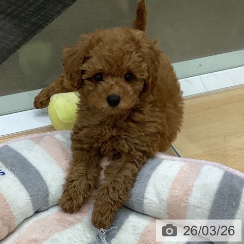 トイ・プードルの写真