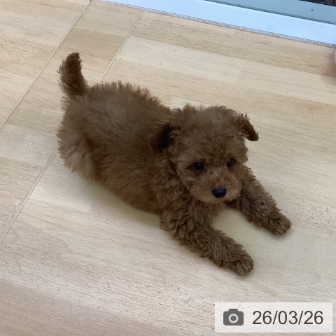 トイ・プードルの写真