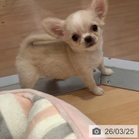 愛知県のチワワ(ロング) (ペットプラス 名古屋茶屋店/2026年1月21日生まれ/女の子/クリームホワイト)の子犬の4枚目の画像