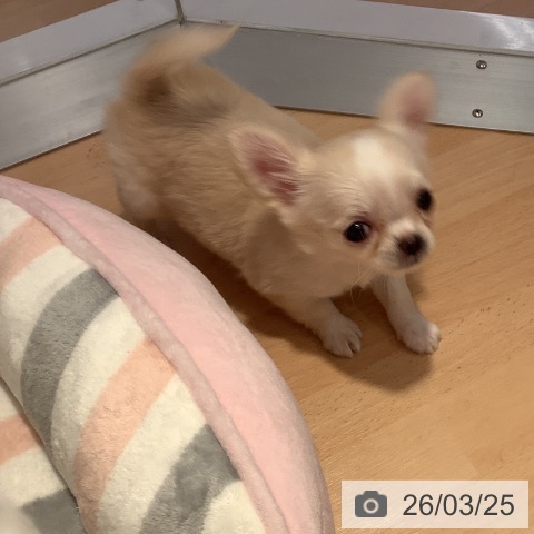 愛知県のチワワ(ロング) (ペットプラス 名古屋茶屋店/2026年1月21日生まれ/女の子/クリームホワイト)の子犬の3枚目の画像