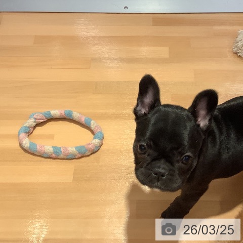 愛知県のフレンチブルドッグ (ペットプラス 名古屋茶屋店/2026年1月21日生まれ/女の子/ブリンドル)の子犬の4枚目の画像