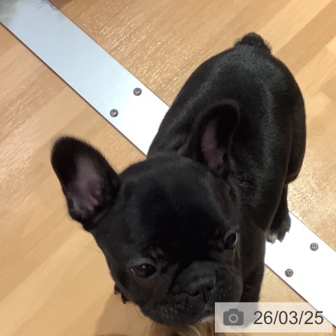 愛知県のフレンチブルドッグ (ペットプラス 名古屋茶屋店/2026年1月21日生まれ/女の子/ブリンドル)の子犬の3枚目の画像