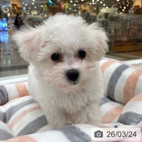 ビション・フリーゼの写真