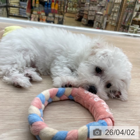 愛知県のビションフリーゼ (ペットプラス 豊田店/2026年1月18日生まれ/男の子/ホワイト)の子犬の3枚目の画像