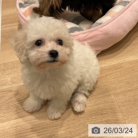 ビション・フリーゼの写真