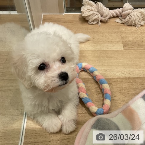 ビション・フリーゼの写真