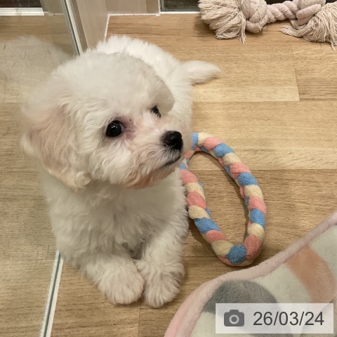 ビション・フリーゼの写真