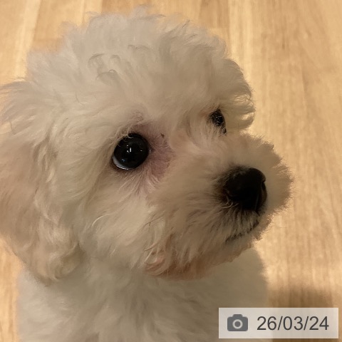 ビション・フリーゼの写真