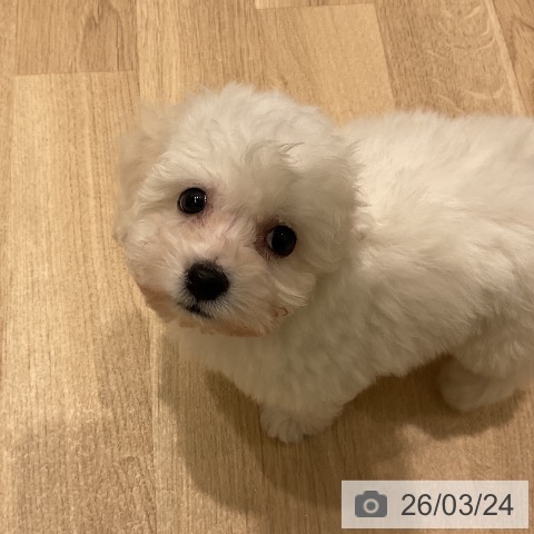 ビション・フリーゼの写真