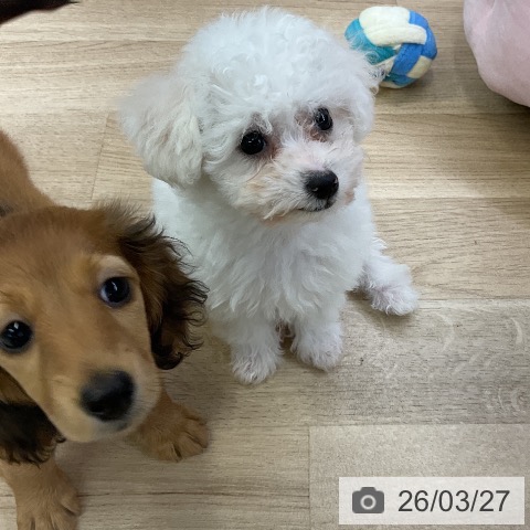 ビション・フリーゼの写真