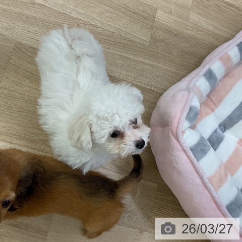 ビション・フリーゼの写真