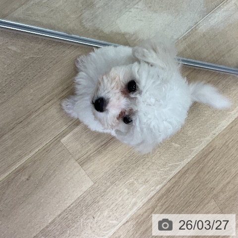 ビション・フリーゼの写真