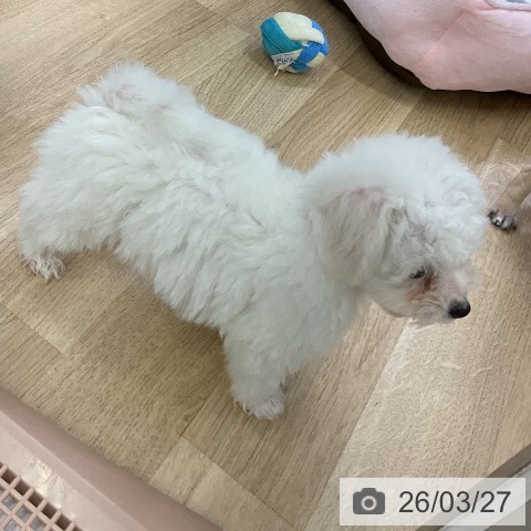 ビション・フリーゼの写真