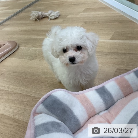 ビション・フリーゼの写真