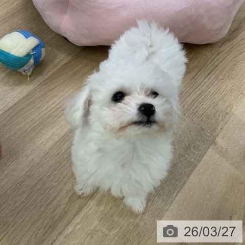 ビション・フリーゼの写真