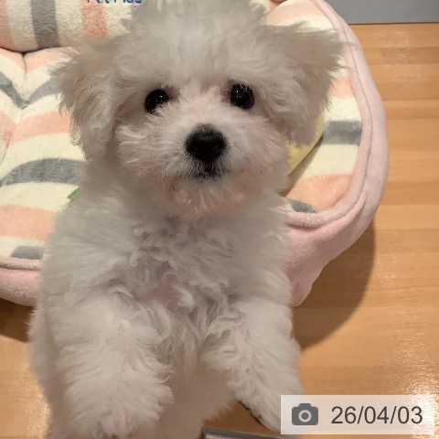 愛知県のビションフリーゼ (ペットプラス 名古屋茶屋店/2026年1月18日生まれ/女の子/ホワイト)の子犬の4枚目の画像