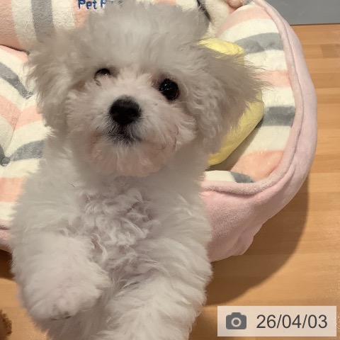 愛知県のビションフリーゼ (ペットプラス 名古屋茶屋店/2026年1月18日生まれ/女の子/ホワイト)の子犬の3枚目の画像