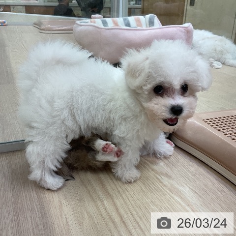 ビション・フリーゼの写真