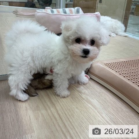 ビション・フリーゼの写真