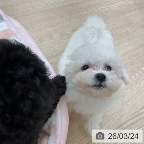 ビション・フリーゼの写真