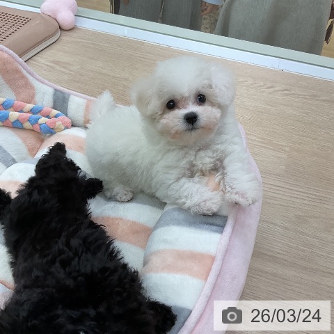 ビション・フリーゼの写真