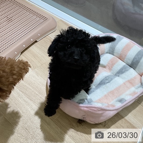 愛知県のトイプードル(トイ) (ペットプラス イオンモール豊川店/2026年1月17日生まれ/男の子/ブラック)の子犬の3枚目の画像