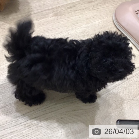 トイ・プードルの写真