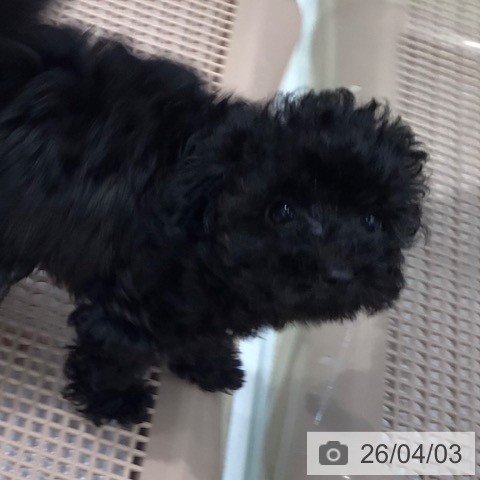 トイ・プードルの写真