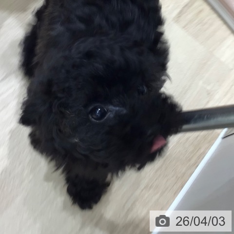 トイ・プードルの写真