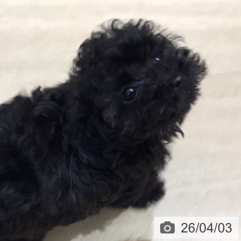 トイ・プードルの写真