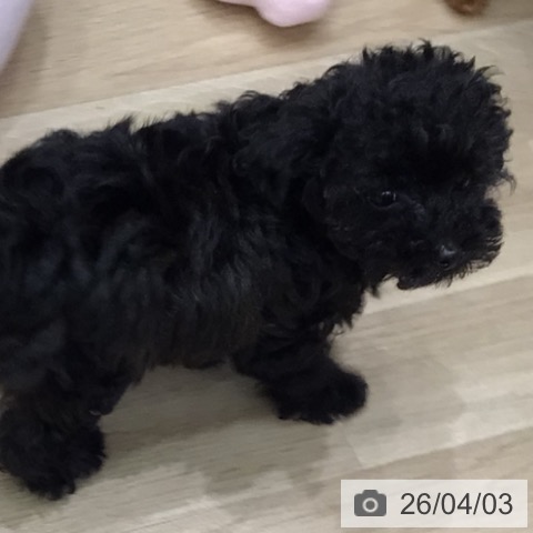 トイ・プードルの写真