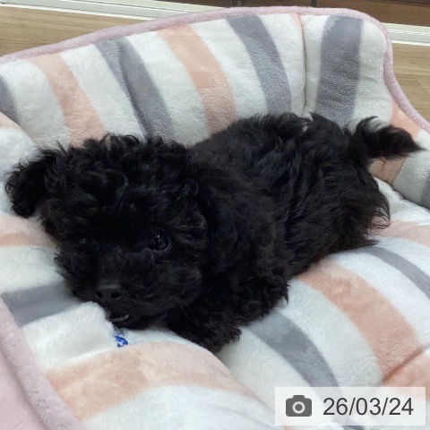 岐阜県のトイプードル(トイ) (ペットプラス 各務原店/2026年1月17日生まれ/男の子/ブラック)の子犬の3枚目の画像