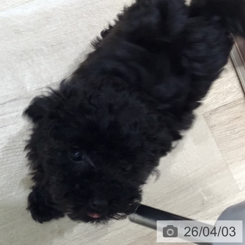 トイ・プードルの写真